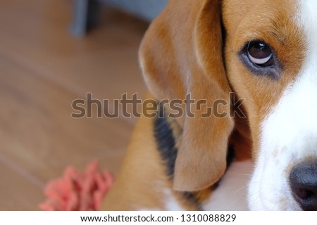 
The half face of a beagle dog  
 Selective focus.