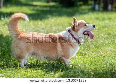 dog breed corgi played and photographed in the park