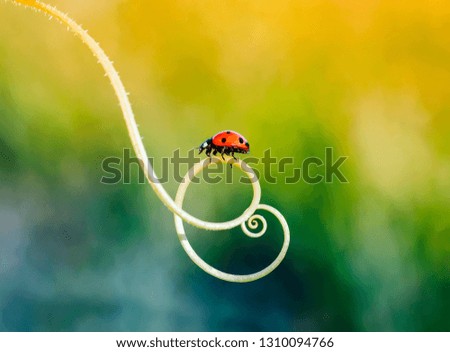 a little red ladybug crawling on the green grass in a spiral in the summer Sunny meadow