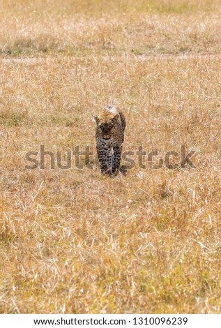 A female leopard scanning for prey in the plains of masai mara national reserve during a wildlife safari