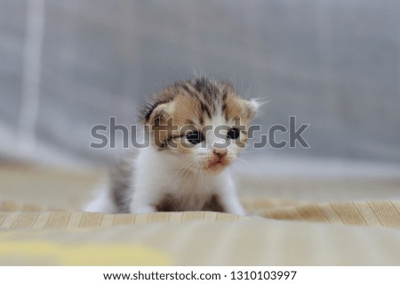 Little kitten, cute tiger pattern