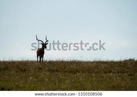 A lone male impala grazing on the plains of Masai mara national reserve during a wildlife safari