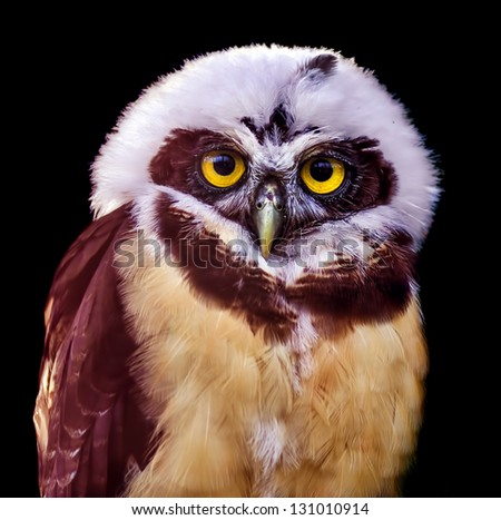 Spectacled Owl isolated on a black background