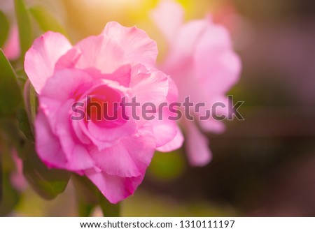 Pink flowers soft focus