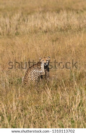 A cheetah relaxing in the high grasses in the plains of masai mara national reserve during a wildlife safari