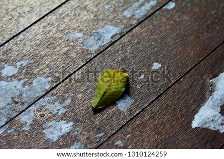 Dry leaf on the wooden floor