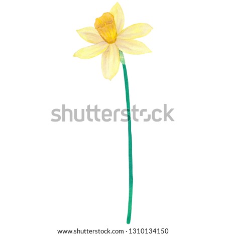 Narcissus. Yellow flower. Watercolor hand drawn illustration. Isolated on white background.