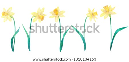 Daffodils or narcissus. Yellow flowers and leaves. Big collection. Watercolor hand drawn illustration. Isolated on white background.
