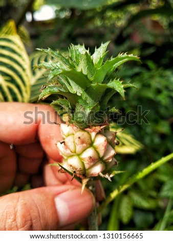 tiny pineapple unix fruit 