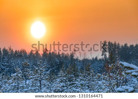 Orange yellow-red sun on zakte in the winter snowy frosty forest. Pine branch
