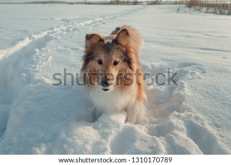 Red-haired dog shelty sits after a stormy game with snow in the middle of the field in the snow, looks loyal eyes at the owner, bright, Sunny day, and her face in the snow