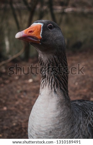 Photos of geese taken in a forest area by a lake.