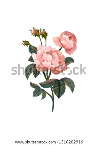 Vector floral bouquet design: garden pink peach  creamy powder pale Rose wax flower. Wedding vector invite card Watercolor designer element set. Rose. Peony.