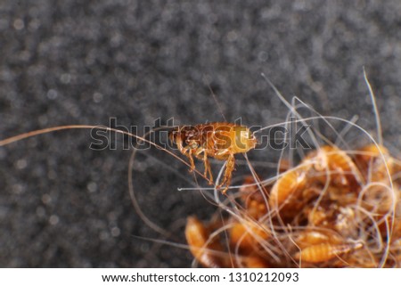 Cat flea (Ctenocephalides felis (Bouche, 1835)) in a cat's hair clump Royalty-Free Stock Photo #1310212093