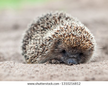 Hedgehog close up in natural conditions with blurred background