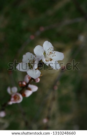 bloom of an apple tree in early spring
