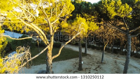Pines in Barcelona. Catalonia. Spain