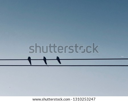 Three birds on the power line during the day. Birds face in the same way.