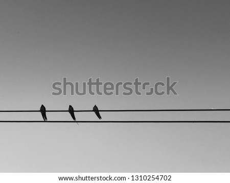 Three birds on the power line during the day with black and white picture. Birds face in the same way.