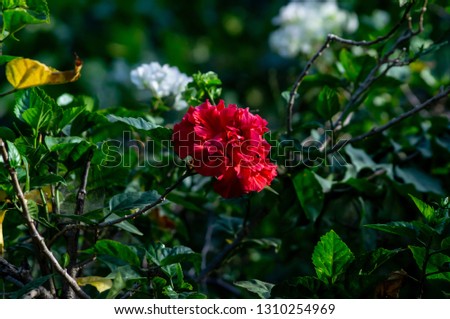 
beautiful red hibiscus flower - image