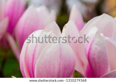Pink flower petals magnolia