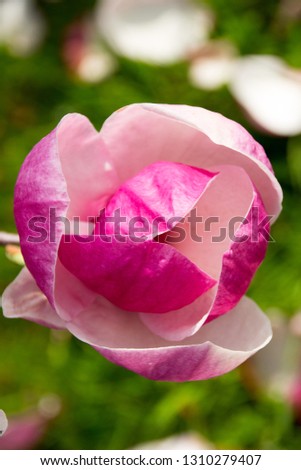 beautiful tender flower pink magnolia in the garden