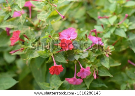 Red four o'clock flower (Mirabilis Jalapa) macro shot. Mirabilis jalapa, the miracle of Peru or a four o clock flower, is the most common ornamental species of the Mirabilis plant.