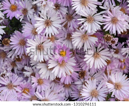 Close up of beautiful pink flower background. Many violet flowers, chrysanthemums. Daisy flowers.