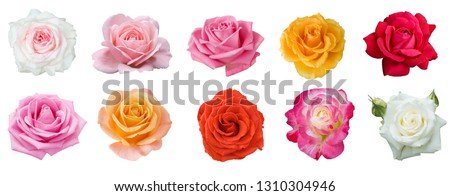 red, yellow, cream, white, pink rose set isolated on white background