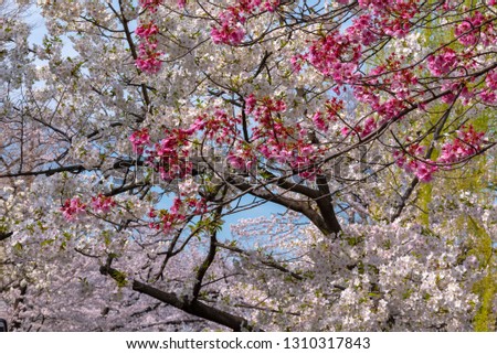 Close-up full bloom beautiful pink cherry blossoms flowers ( sakura ) over the garden in springtime sunny day with soft natural background