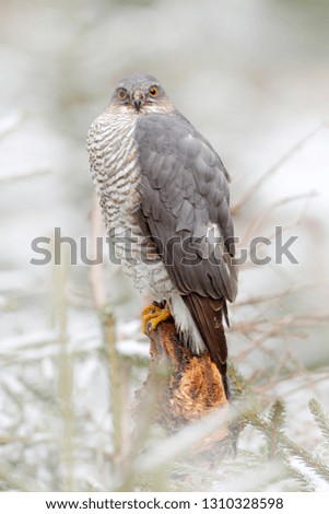 Bird in the winter forest habitat. Eurasian sparrowhawk, Accipiter nisus, sitting on the snow in the forest with caught little songbird. Wildlife animal scene from nature. 