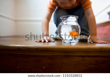 Young boy looking at a goldfish bowl