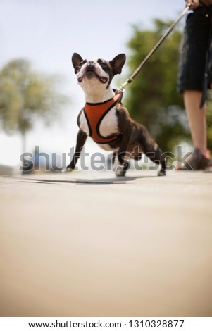 Dog being walked on a leash outside.