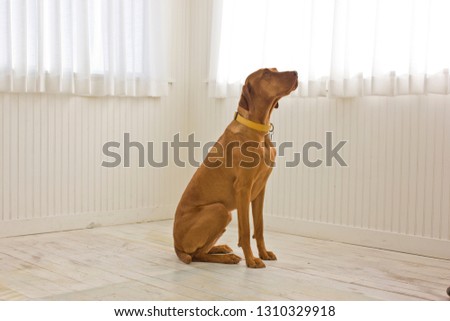 Portrait of a brown dog sitting inside a bare room.