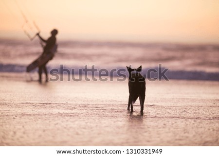 Dog watching a kite surfer on a coast of a remote sandy beach.