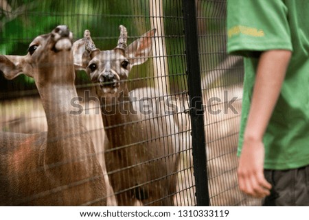 Two young deer standing at the edge of a fence near to where a boy is standing inside their enclosure.
