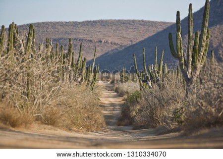Cactus growing in a remote arid climate.