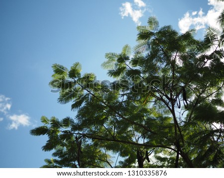 tree in sky