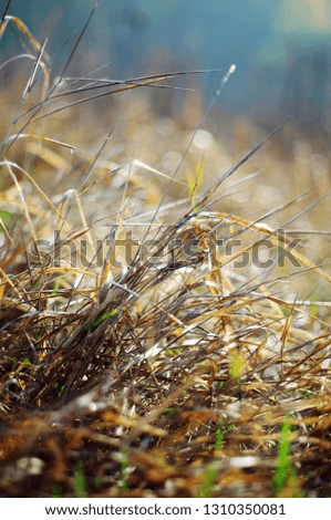 Dry meadow grass with a blurred background close-up