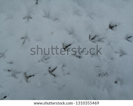 Bird tracks in the snow. Abstract background.