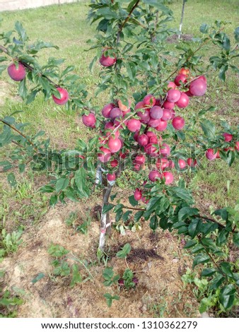 Harvest apples in the garden. Delicious red apples.