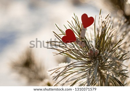 two red hearts decorative clothespins on green pine branch in snow, winter Sunny day. For Valentine's day, wedding, love positive mood