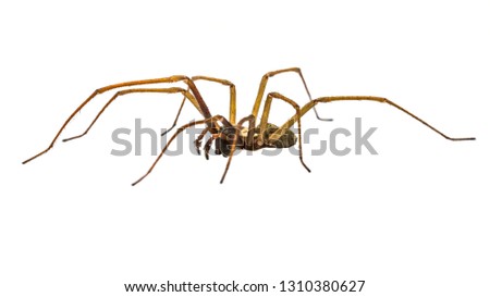 Giant house spider (Eratigena atrica) side view of arachnid with long hairy legs isolated on white background Royalty-Free Stock Photo #1310380627