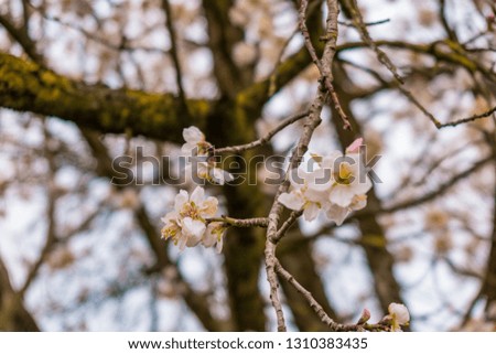 Spring blooming tree with light pink blossom in the city, Burano island, Italy