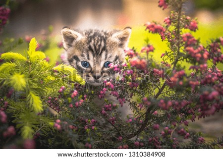 Cute little kitten hiding in the bushes.