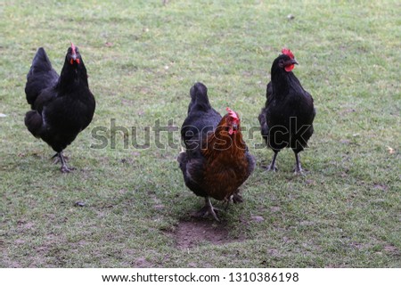 Chickens and a rooster on a farm yard