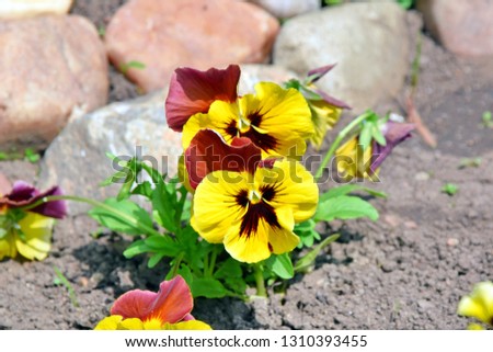 Viola Tricolor Hortensis Flowers Homa Gardening Plants Stock Photo