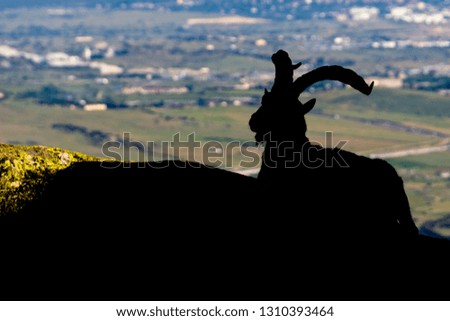 Amazing Spanish Mountain Goat an awe antelope that lives in the mountains of Spain climbing the steep rocky walls at rugged terrains, here we can see the silhouette cut out over Madrid skyline