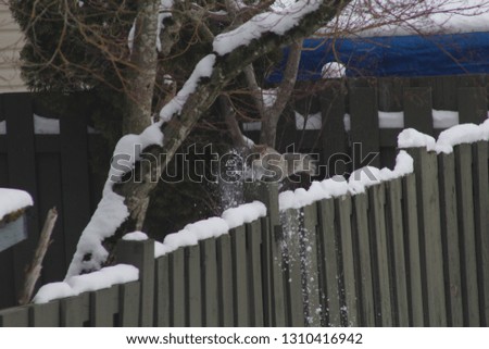 squirrels joy for snow