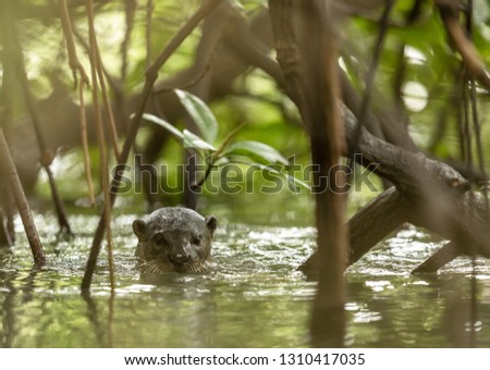 One wild Smooth Coated Otter, Lutra perspicillata, between the mangrove trees.